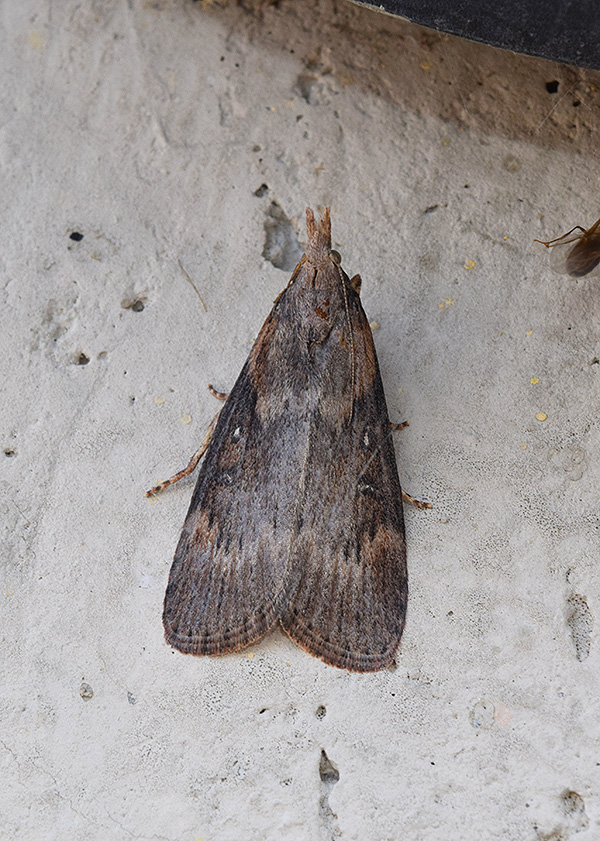 Dubbio su Lamoria anella, Pyralidae